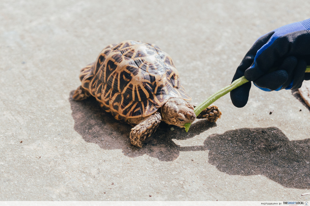 the live turtle and tortoise museum - indian star tortoise