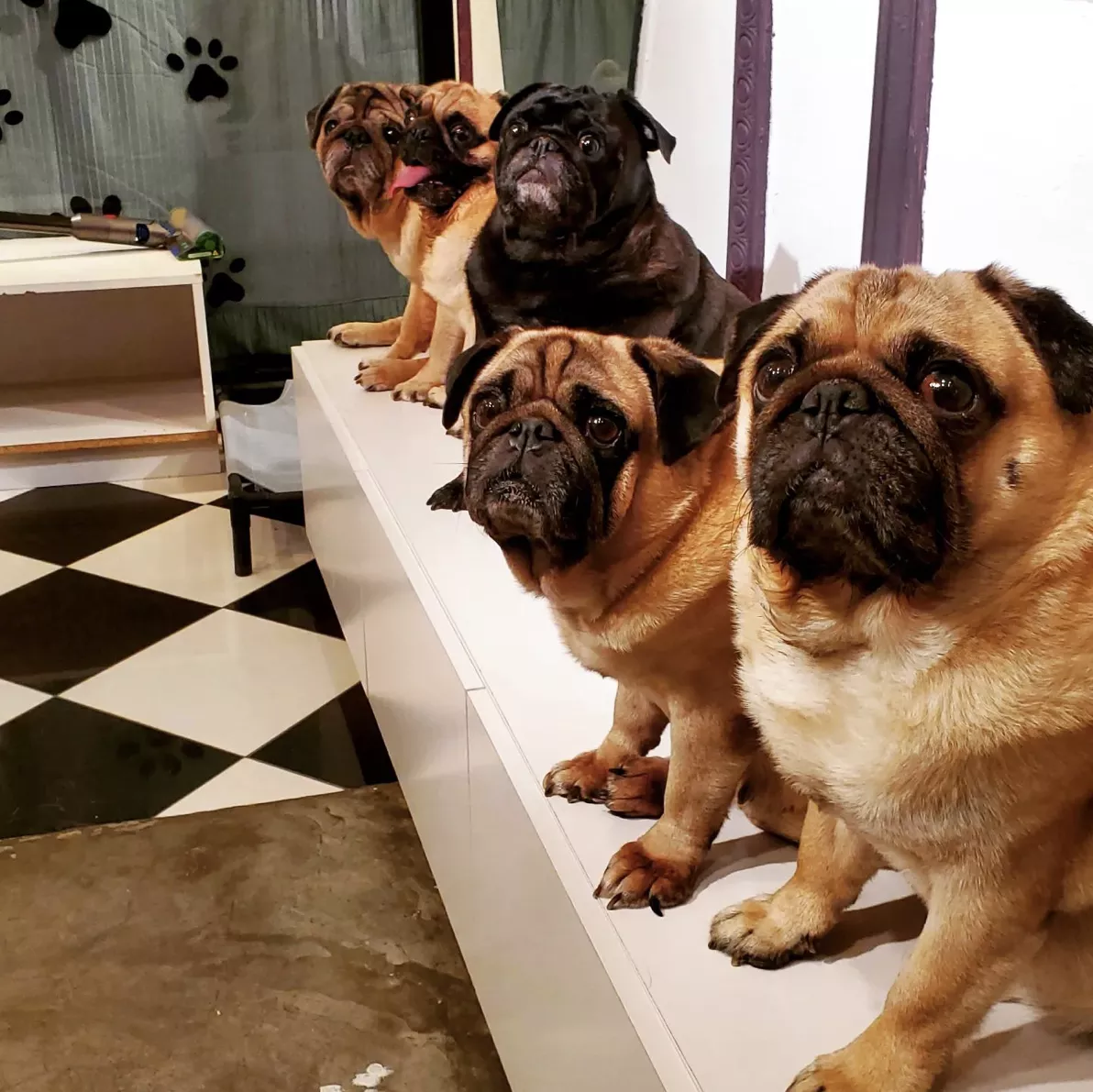 ttd april what the pug cafe
