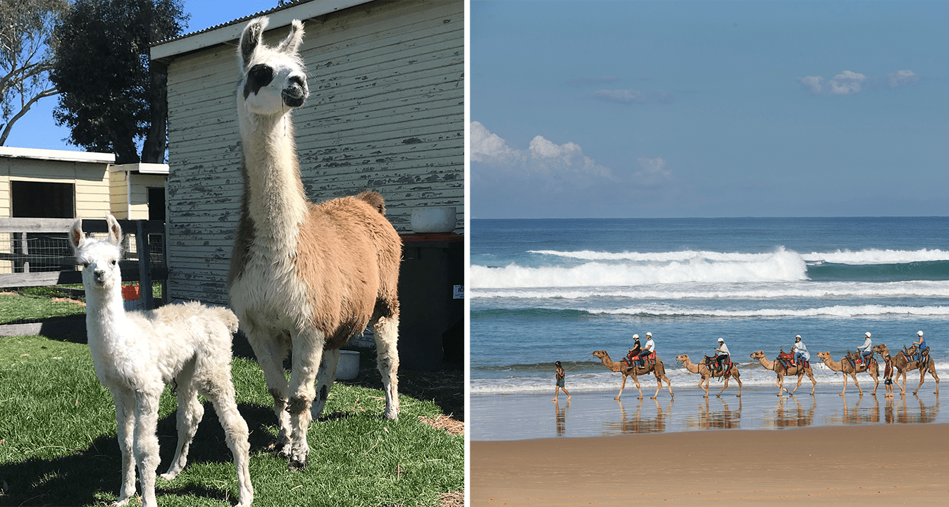 Llama Walking, Camel Riding - Sydney Things To Do