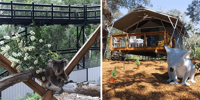 Port Stephens Koala Sanctuary - Sydney