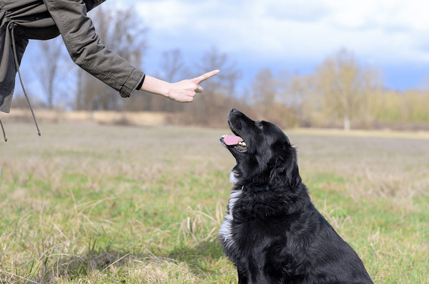Dog Command Training