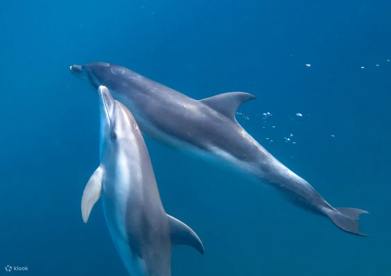 sorrento - dolphins & seals