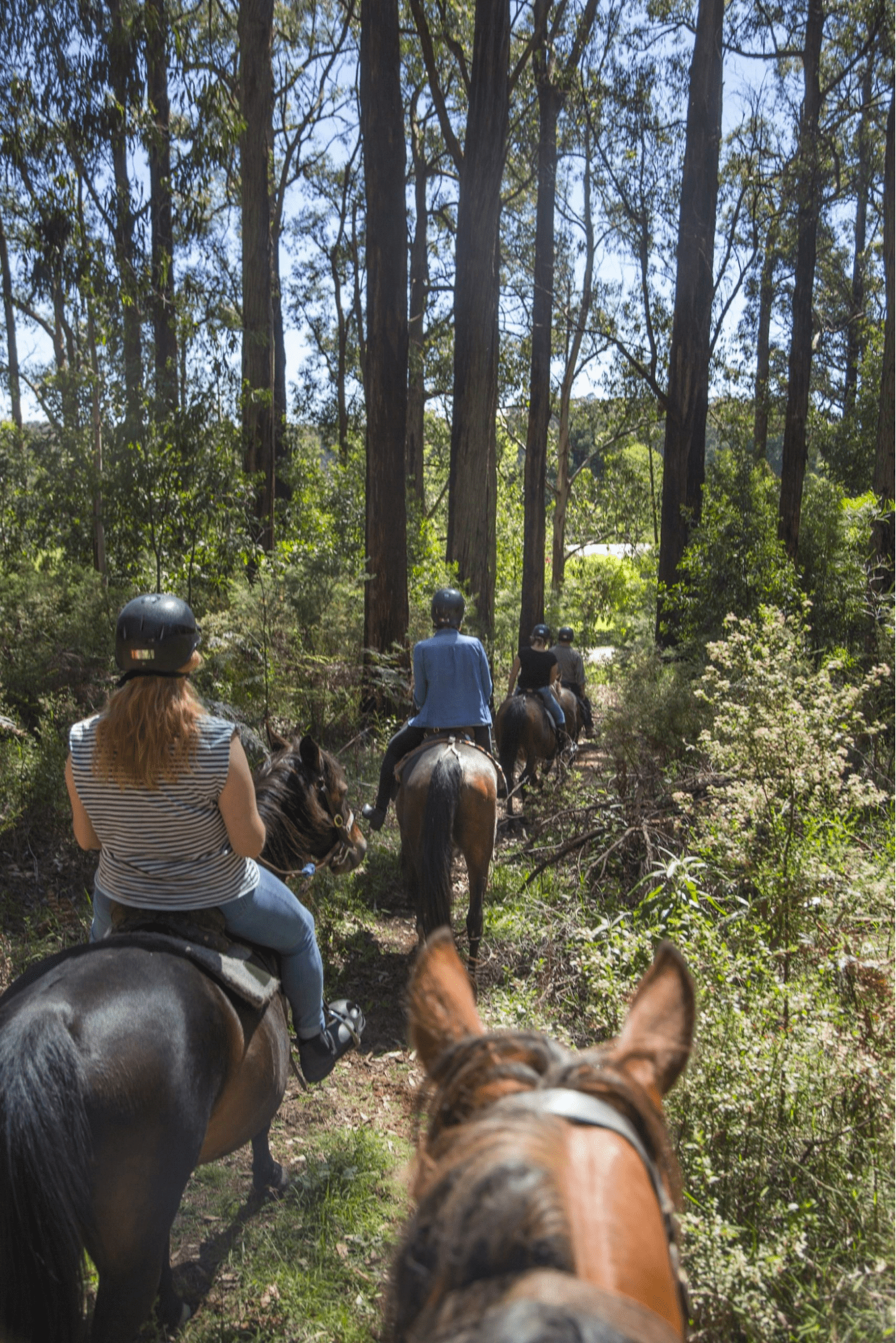 Scenic Yarra Valley Horse Trail Ride