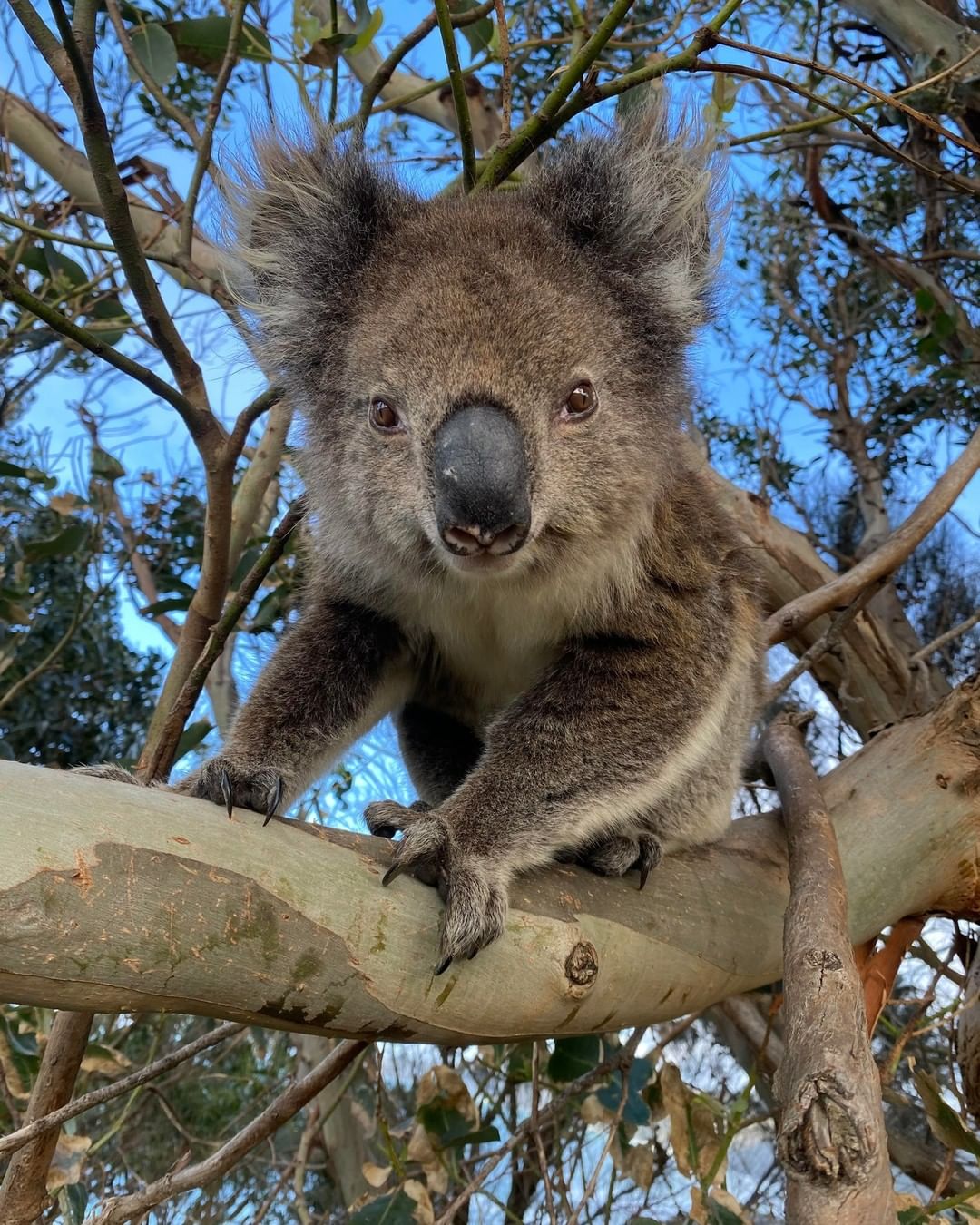 new things to do in melbourne - Wildlife Wonders