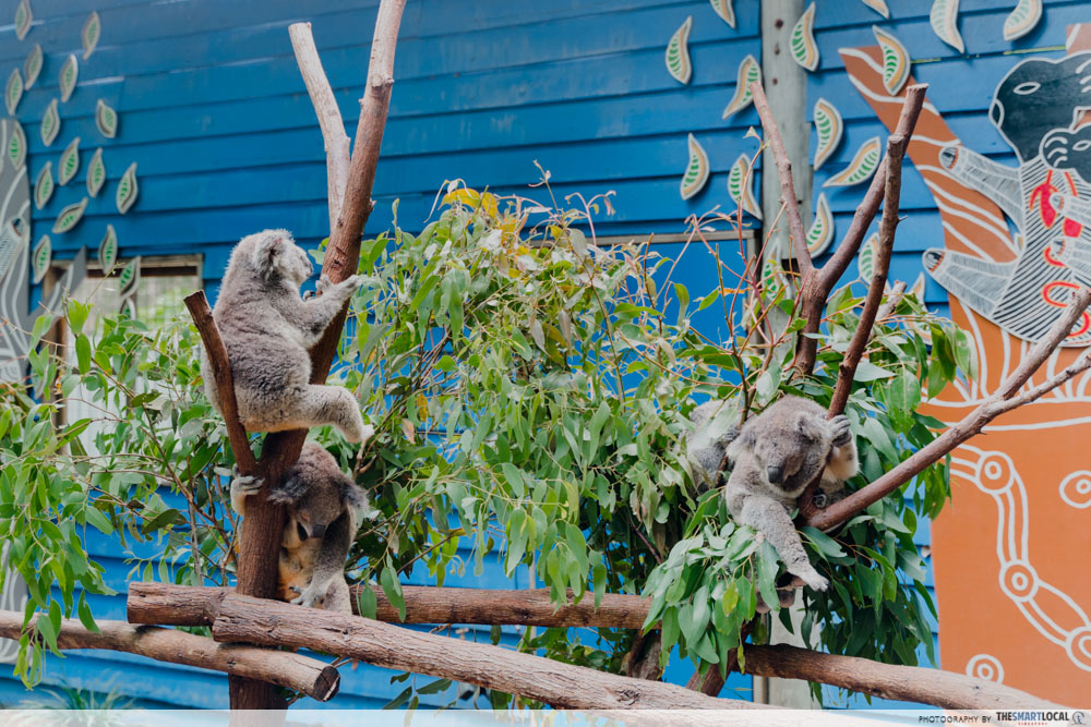 Koala Cuddling & Photo-Taking in Gold Coast