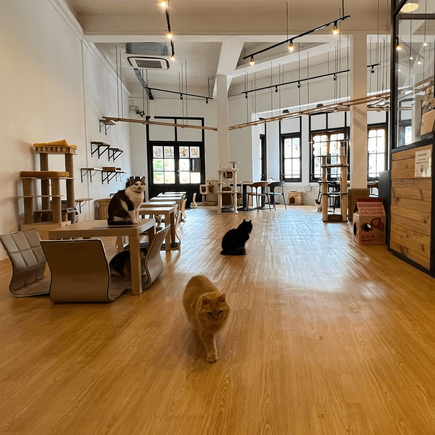 The Cat Café at Bugis - interior