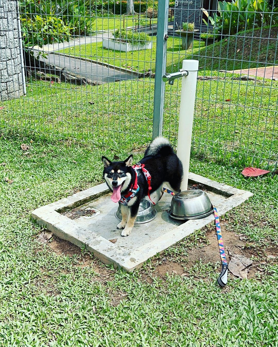 clementi guide clementi woods park dog run water tap