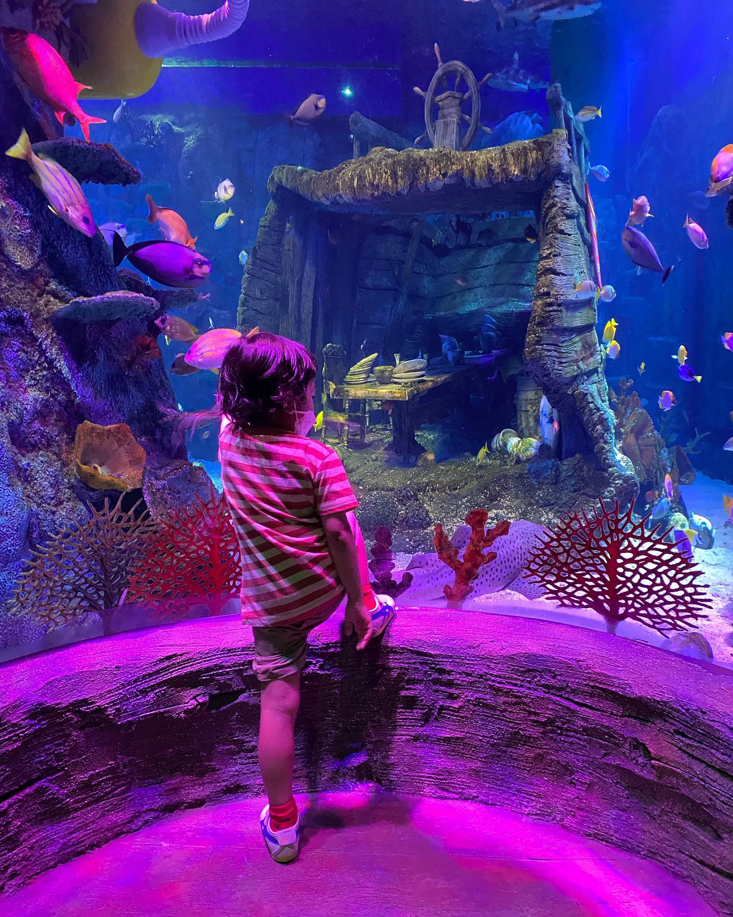 water park with aquarium and kid looking at fish
