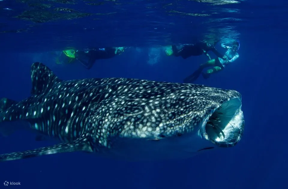Deluxe Whale Shark Swim in Exmouth