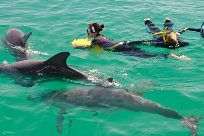 Swim with Wild Dolphins Experience in Rockingham