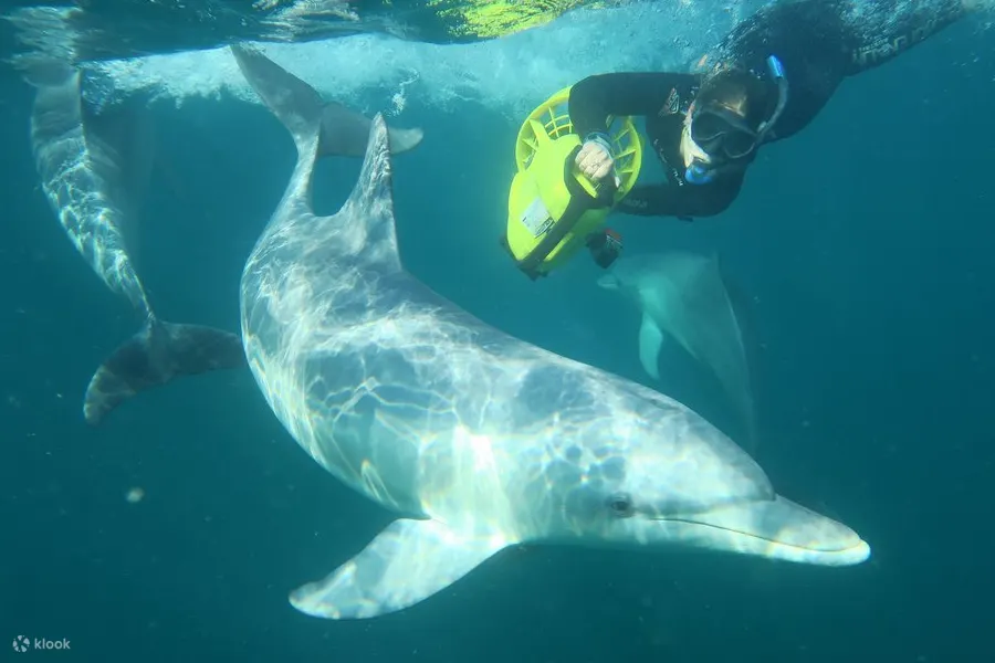 Swim with Wild Dolphins Experience