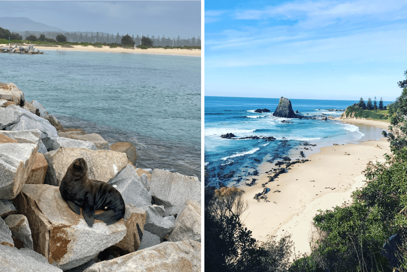 Seal on Australia Rock, Glasshouse Rocks