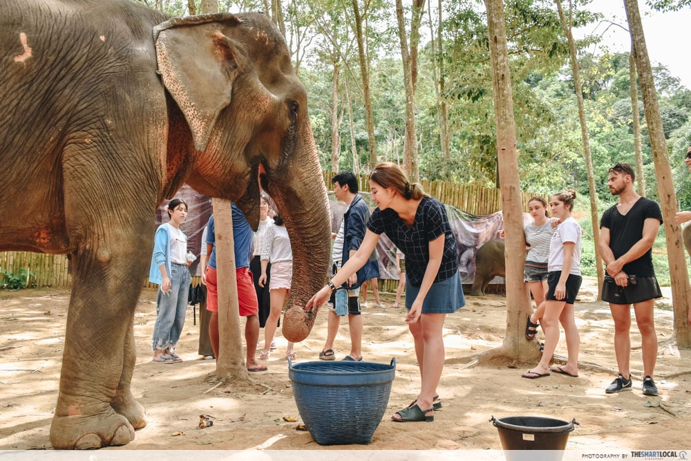 solo travels near singapore phuket thailand elephant sanctuary