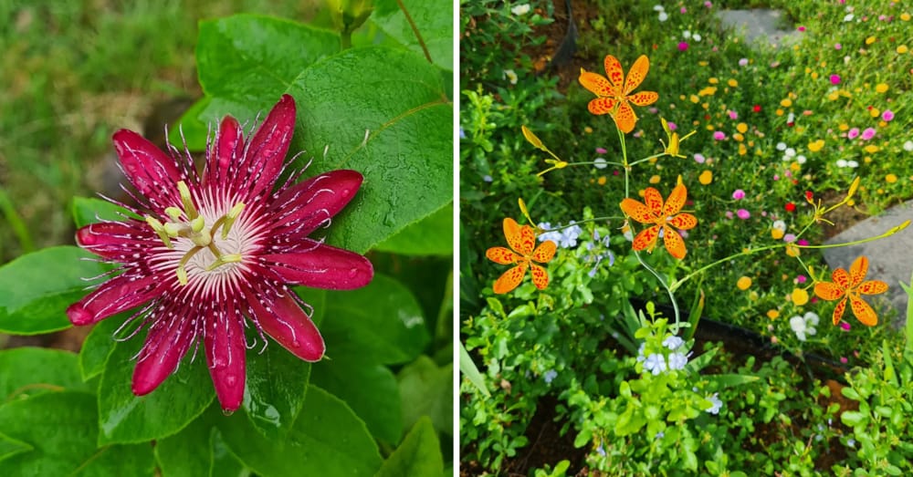 Passion Flower and Leopard Lilies