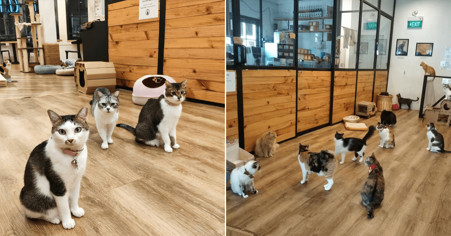the cat cafe