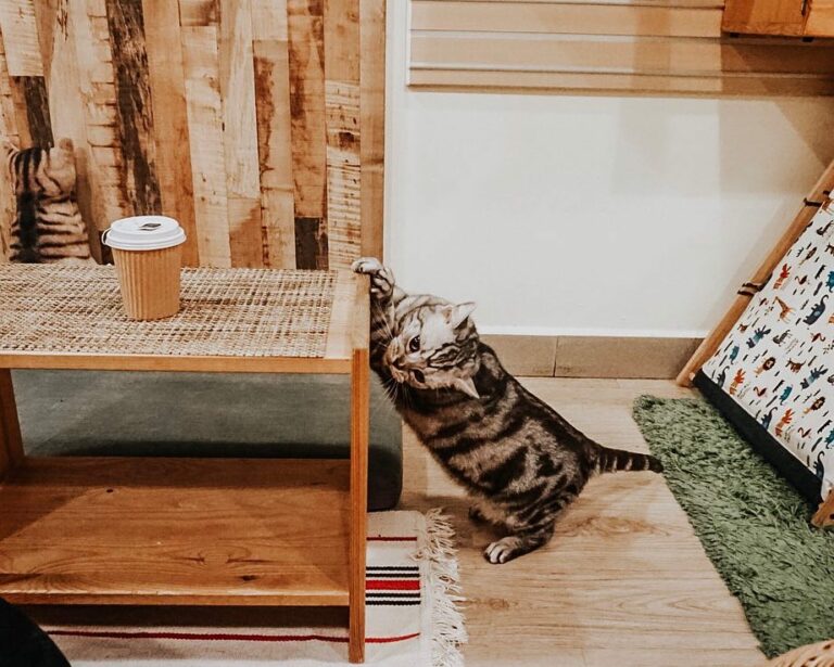 Meomi Cat Cafe Chill Pet Cafe In Bugis With Fluffy Ragdolls