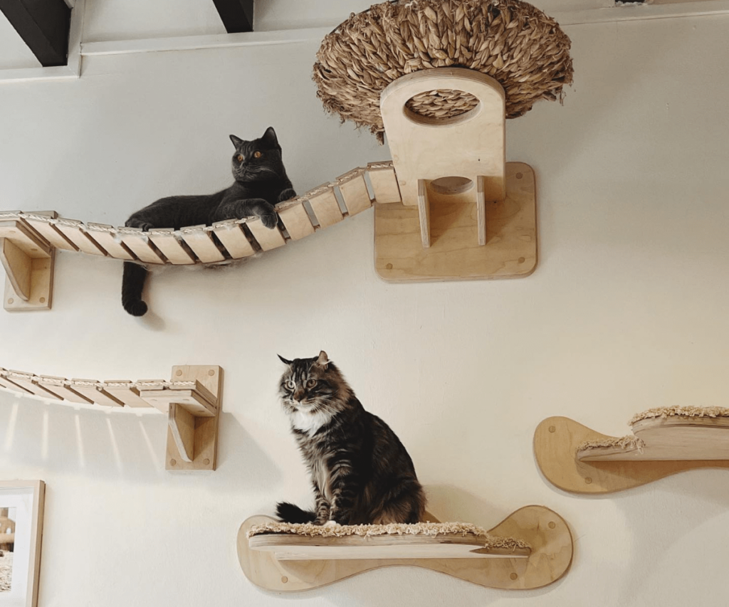 Meomi Cat Cafe Chill Pet Cafe In Bugis With Fluffy Ragdolls