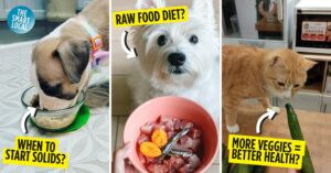 Pet diet tips - cover