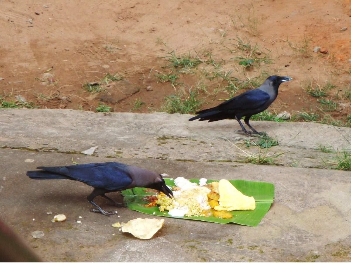 feeding crows at funerals in singapore