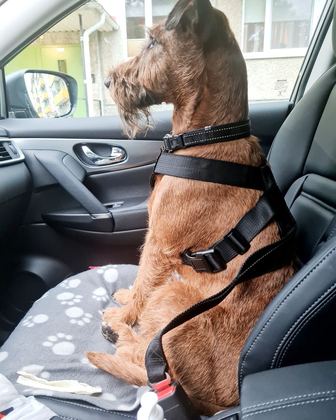 Dog Seat Belt Car Harness - Active Pets