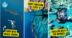 10 Lesser-Known Snorkelling Sites Near SG To Spot Giant Sea Turtles & Explore WWII Shipwrecks