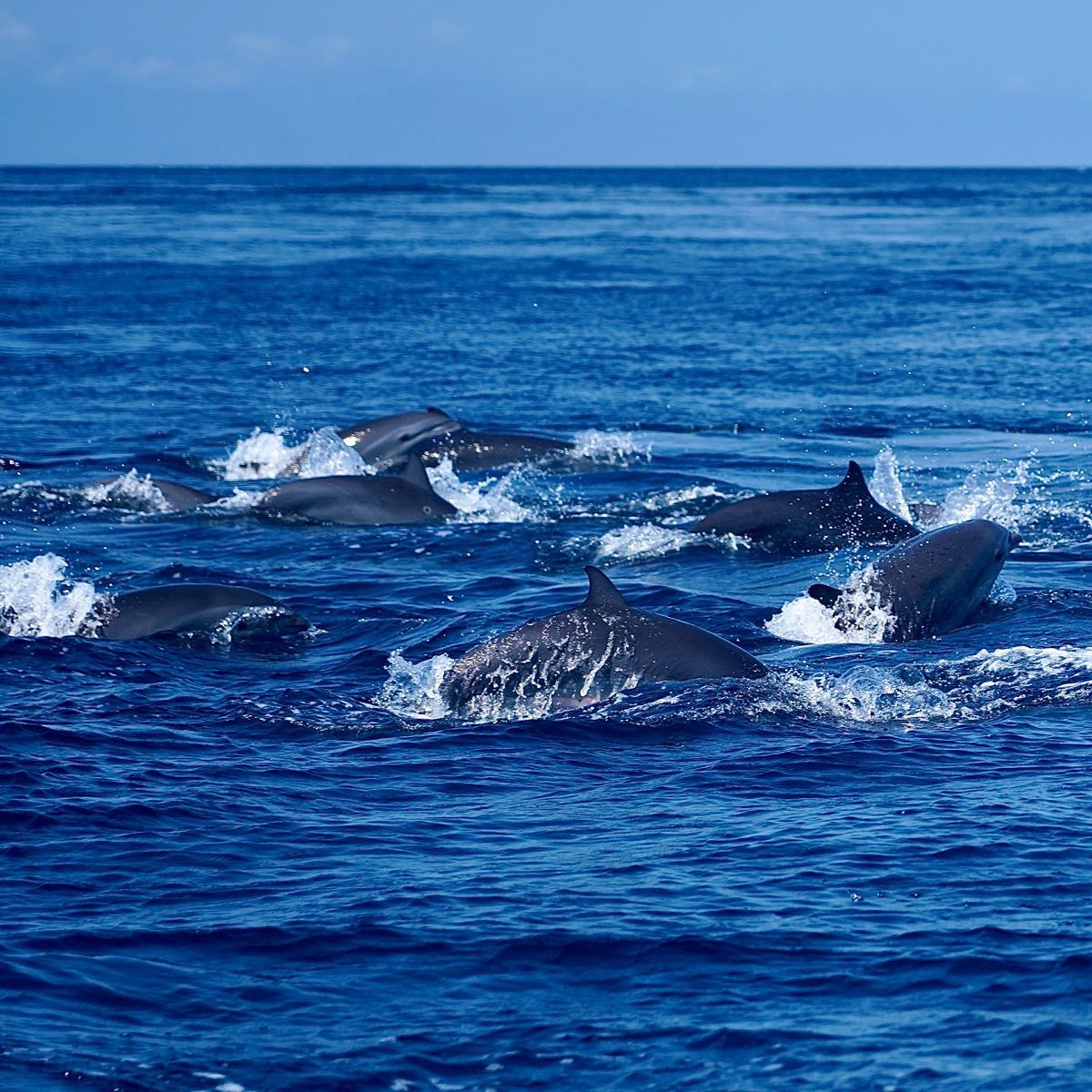 Atauro Islands dolphins
