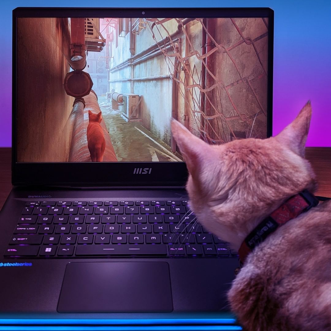 MSI laptop with cat 