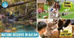 Panbil Nature Reserve in Batam (cover)