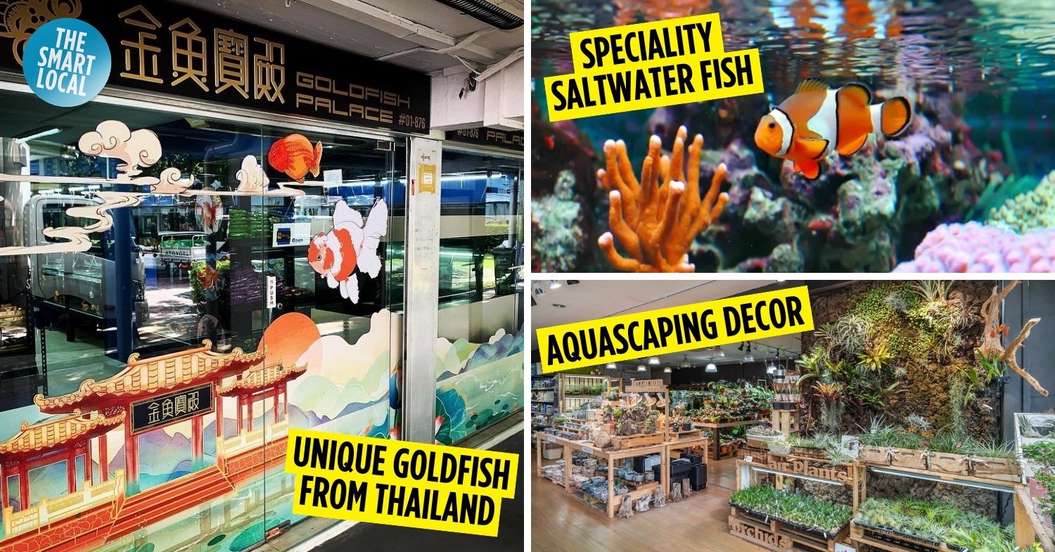 15 Aquarium Shops In Singapore For One-Of-Kind Fish & Aquascaping