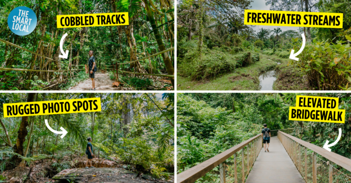 Windsor Nature Park: Quiet Marshland Near MacRitchie Treetop