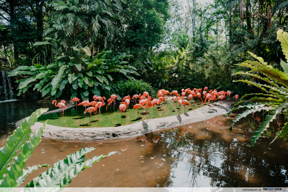 taman burung flamingo jurong