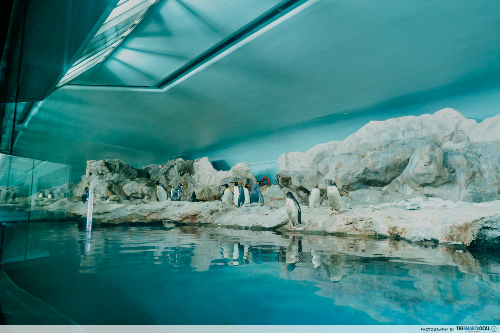 penguin exhibit jurong bird park