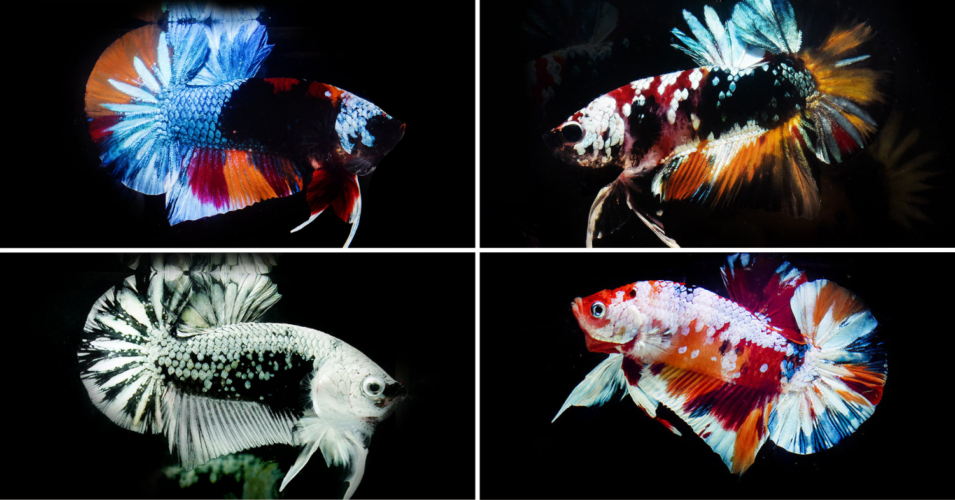 15 Aquarium Shops In Singapore For One-Of-Kind Fish & Aquascaping