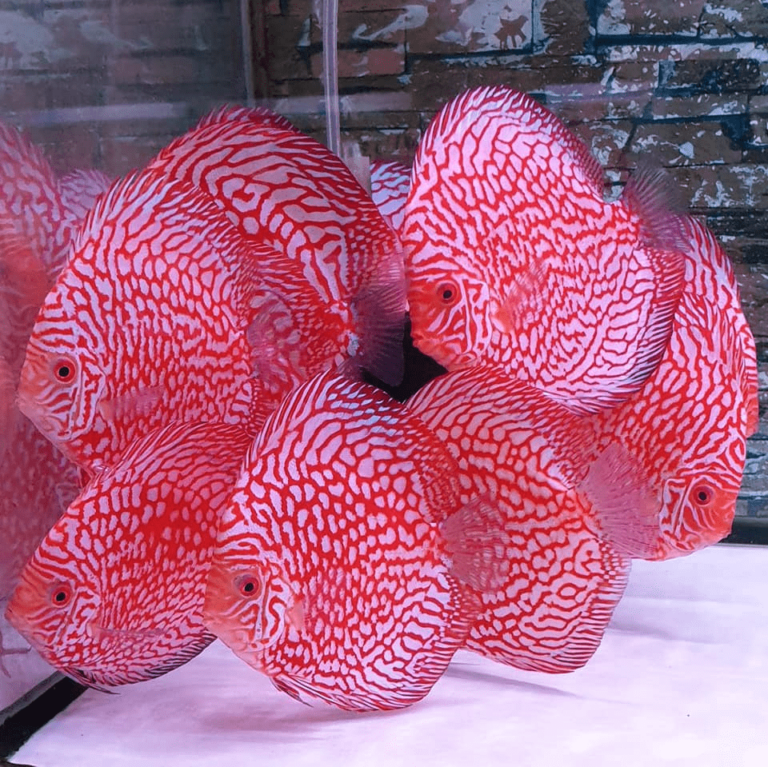 15 Aquarium Shops In Singapore For OneOfKind Fish & Aquascaping