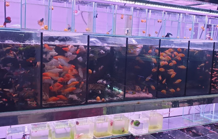 aquarium shops singapore - Polyart Aquarium