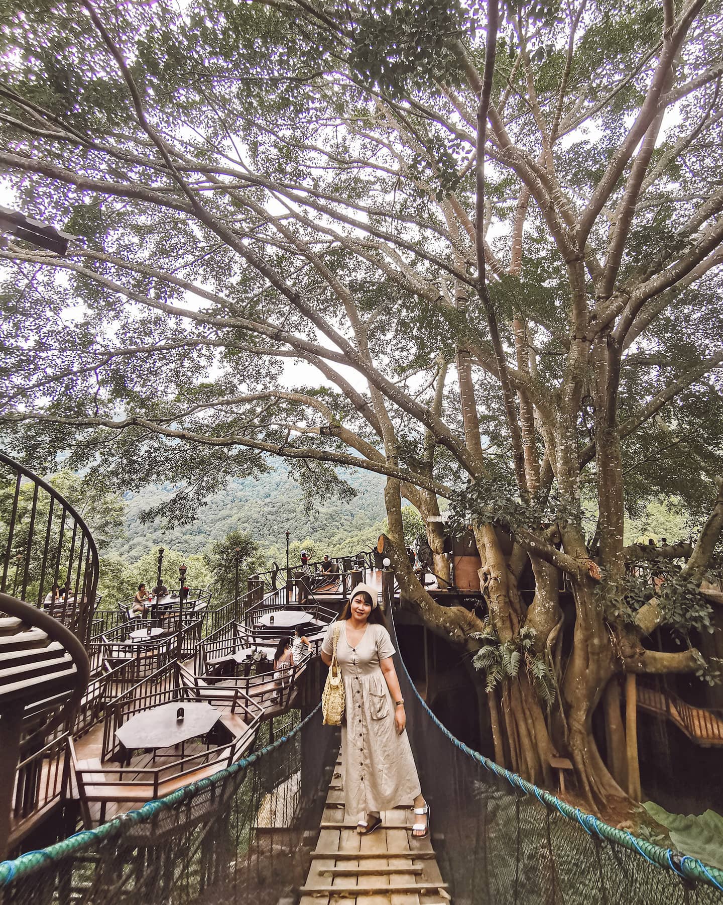 Experience the Giant Chiang Mai Tree Cafe