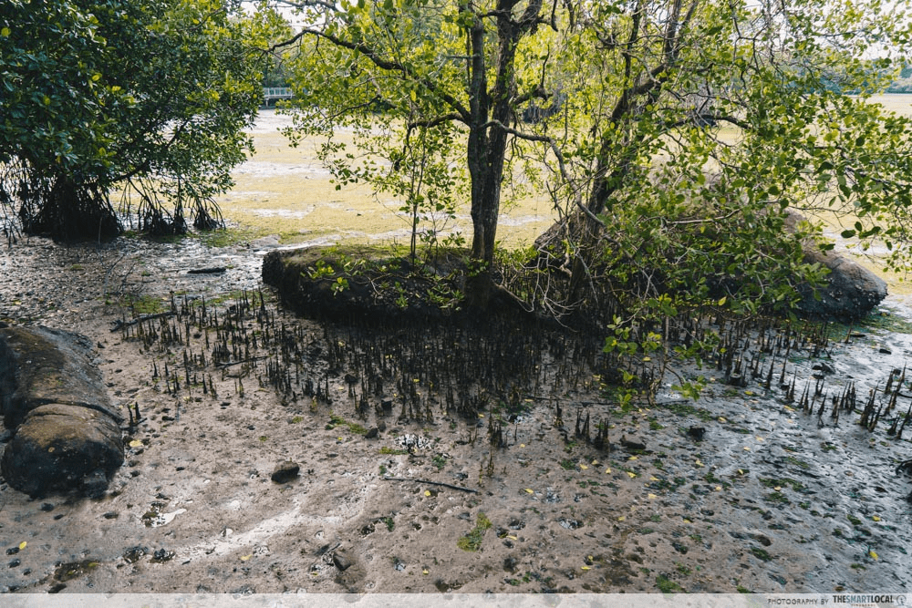 chek jawa wetlands mangrove loop