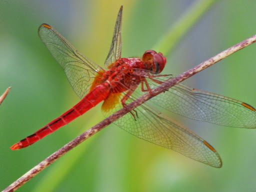scarlet skimmer dragonfly