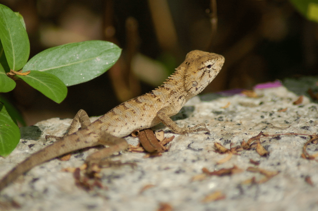 animals in singapore - oriental garden lizard