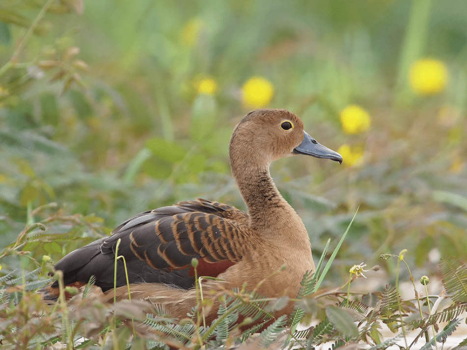 animals in singapore - lesser whistling duck