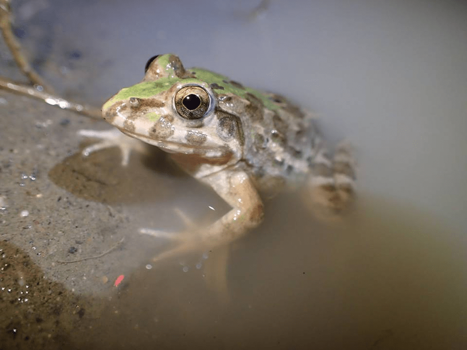animals in singapore - crab eating frog