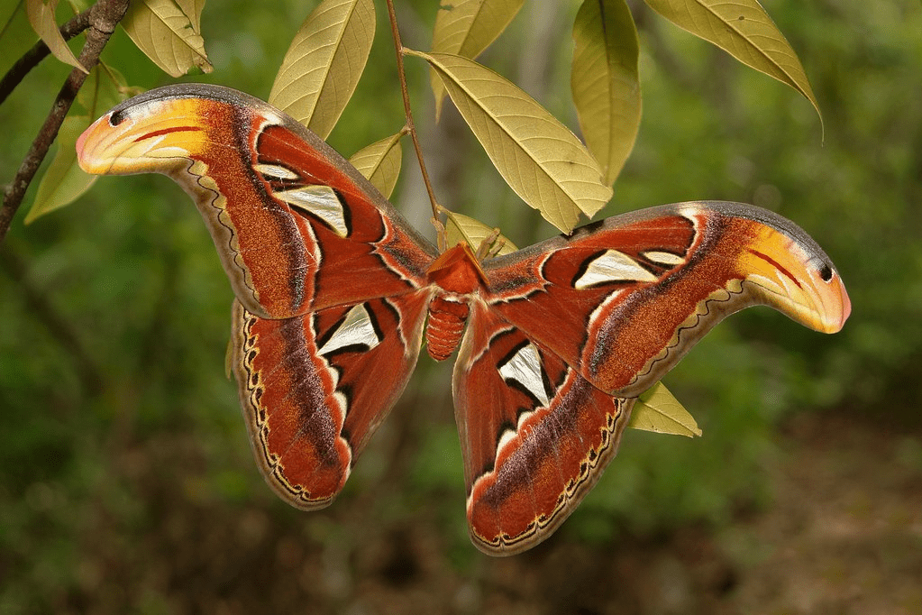 animals in singapore - atlas moth