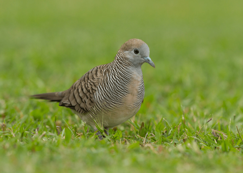 animals in singapore - zebra dove