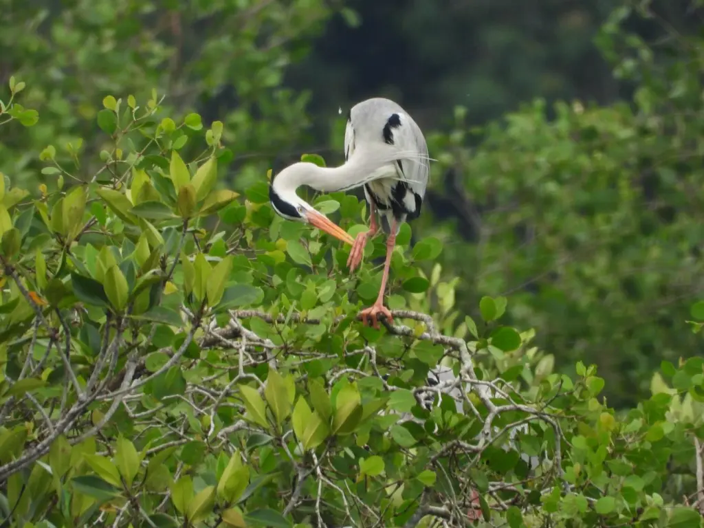 10 Things To Do in Desaru Mangrove Tour Animals