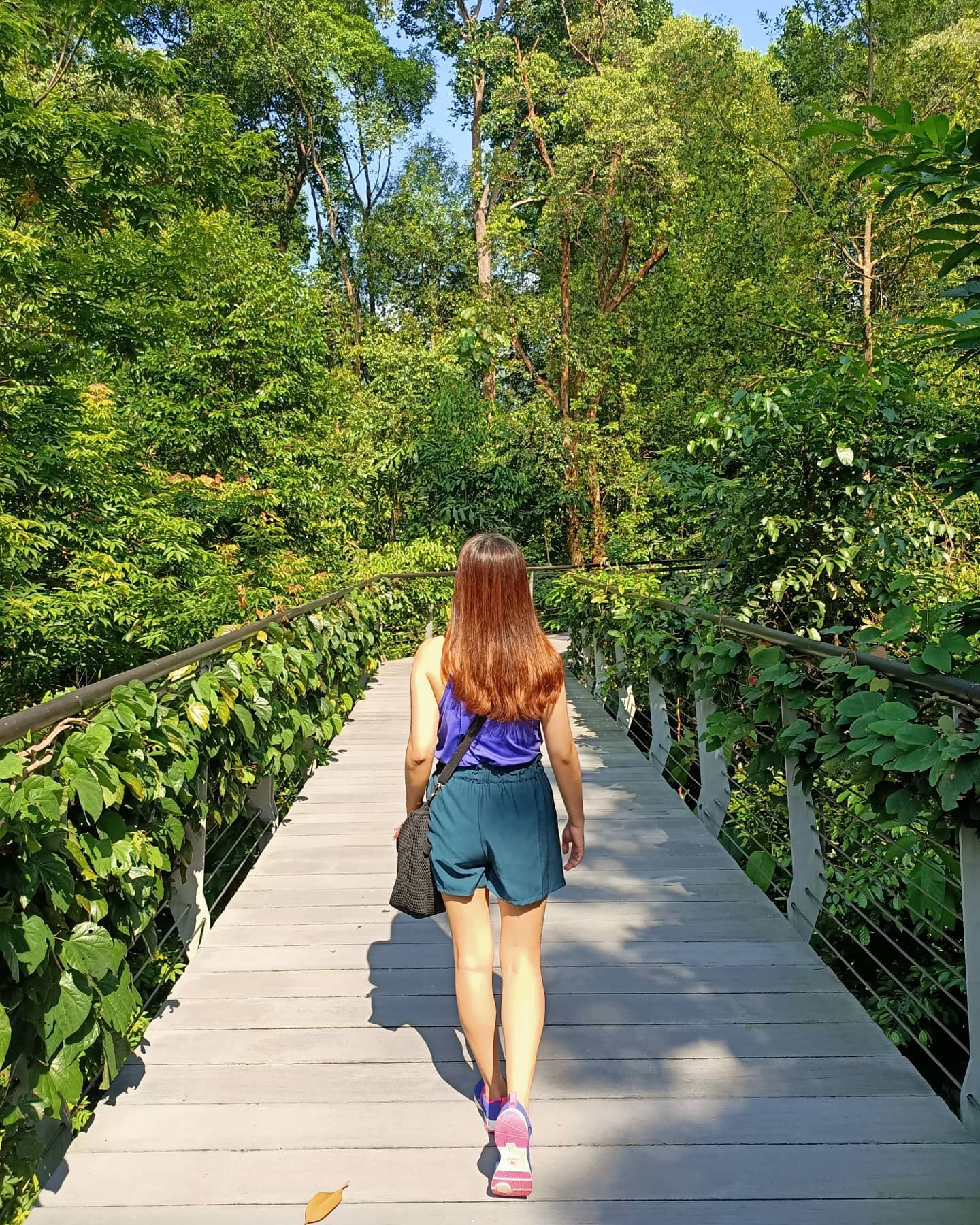 hiking trails in Singapore - Canopy Trail