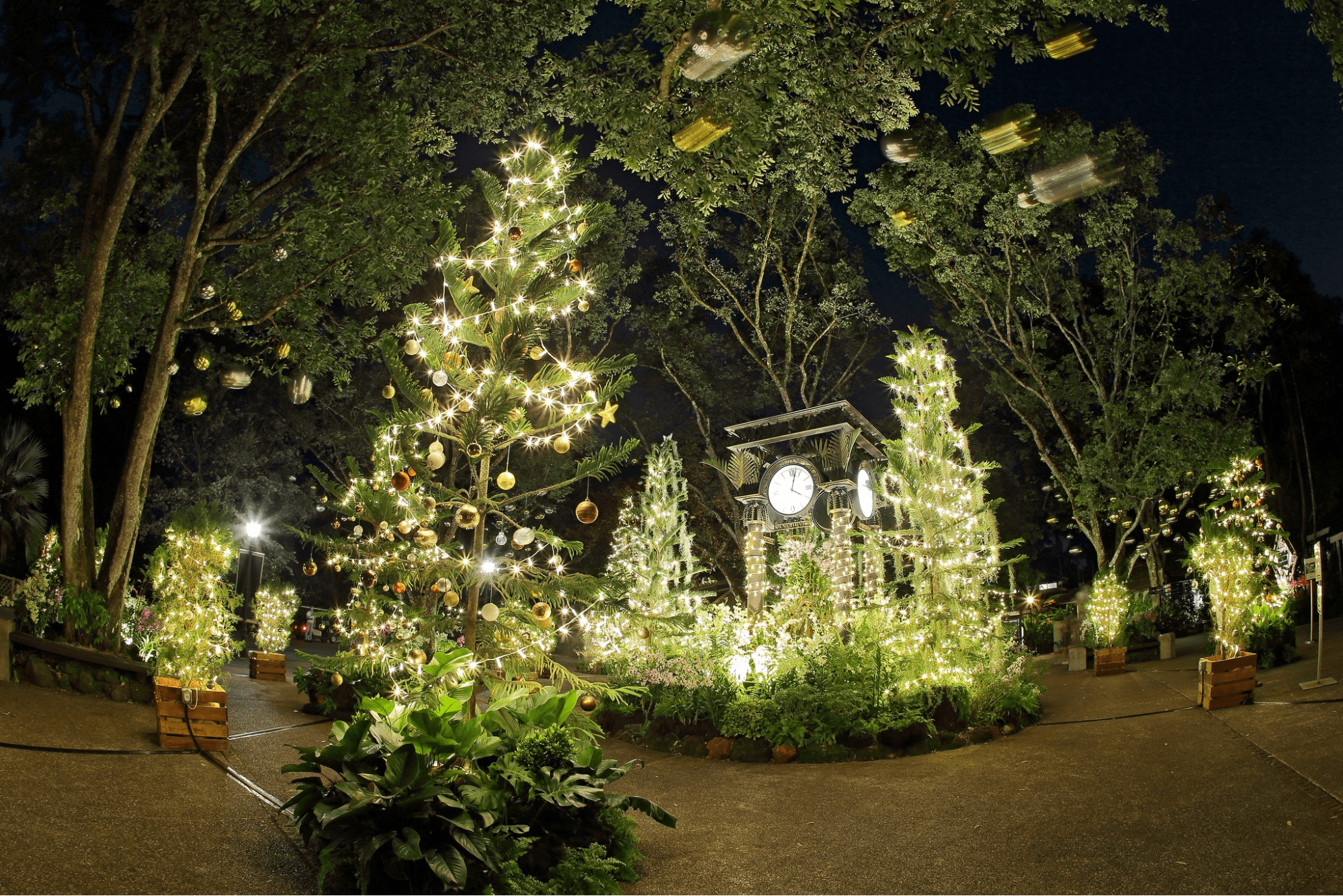botanic gardens christmas decorations