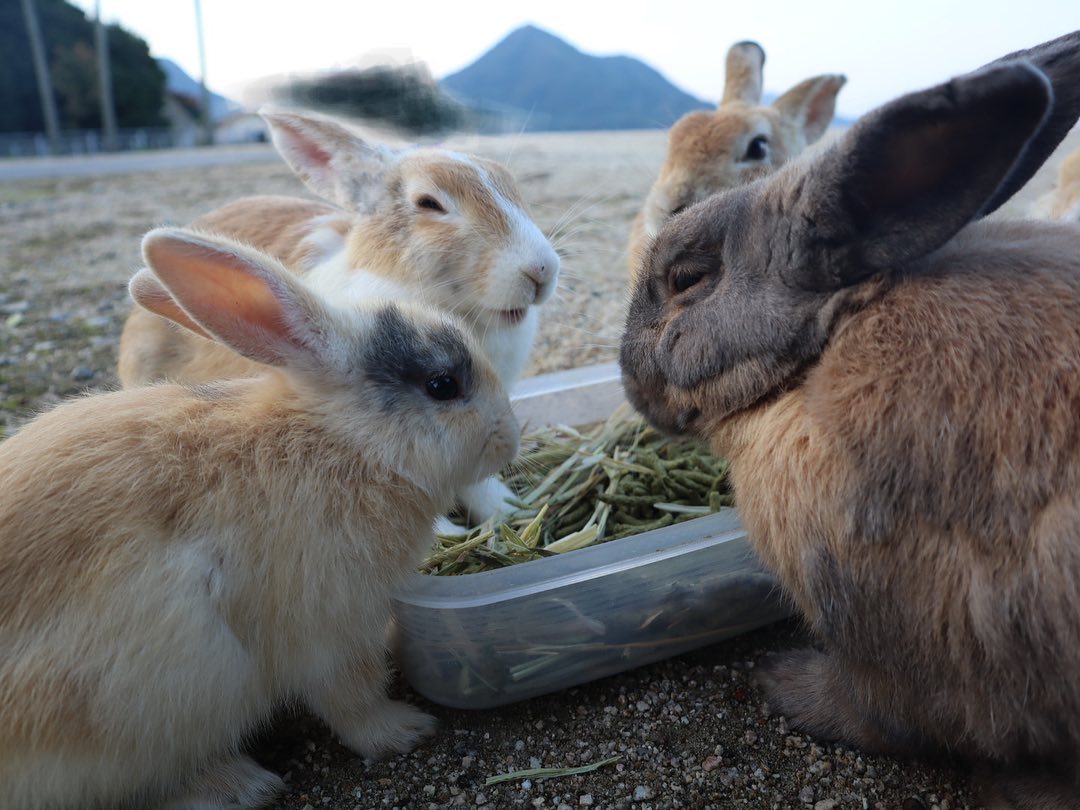 wild rabbits on okunoshima