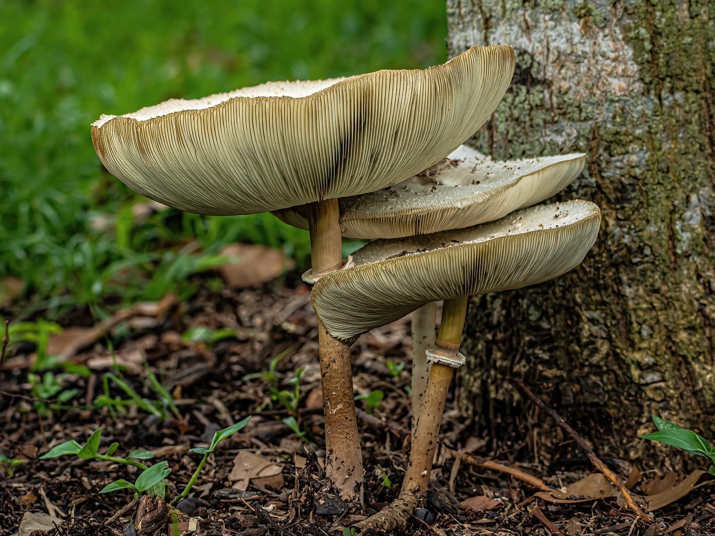 Sengkang Riverside Park mushrooms