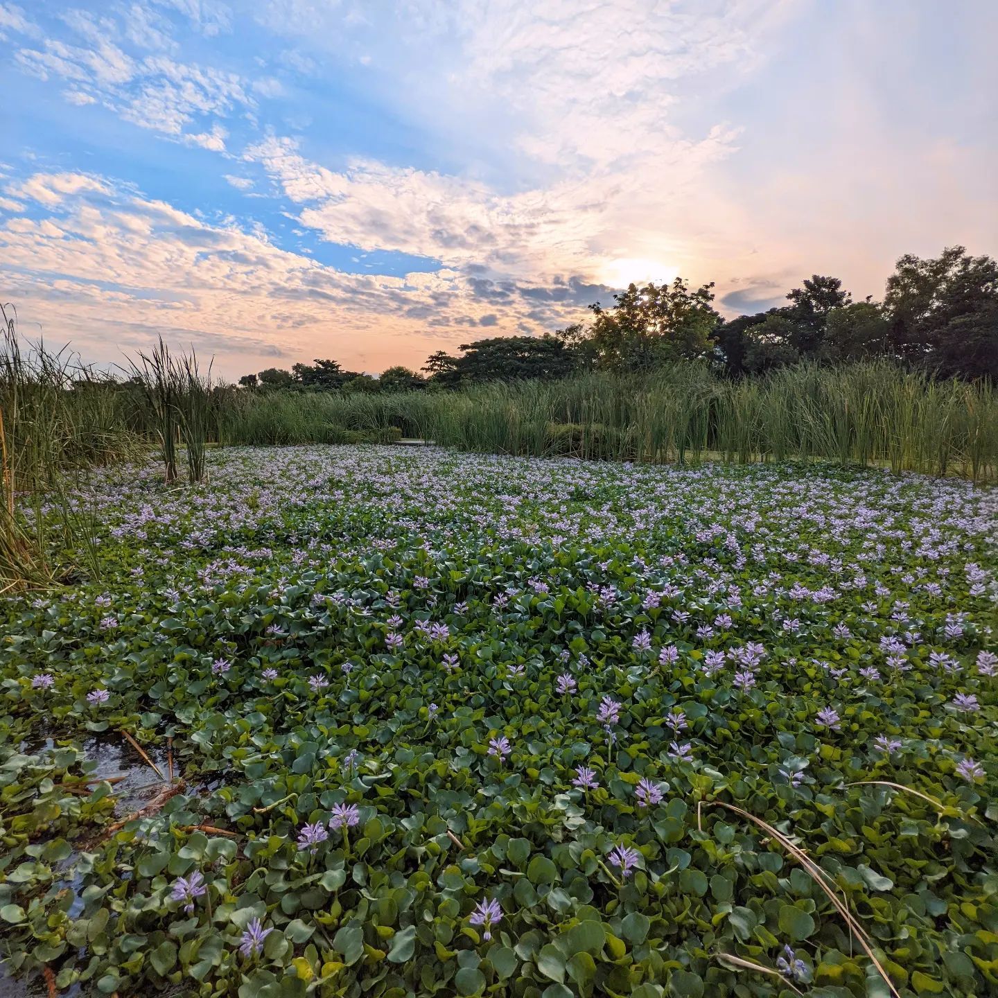 Sengkang Riverside Park water hyacinths