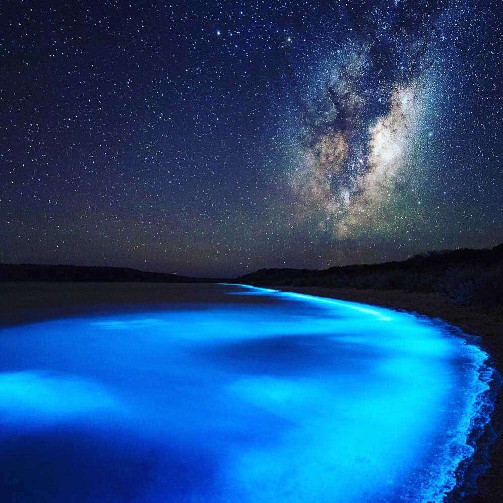 bioluminescent plankton